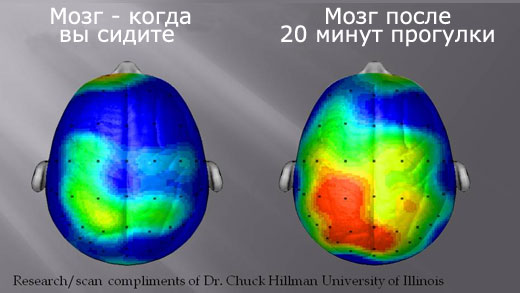 Мозг в покое и после прогулки