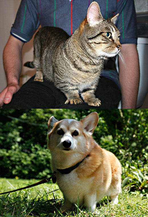 Манчкин-кошка vs вельш-корги