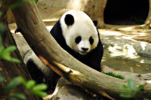 Взрослая панда