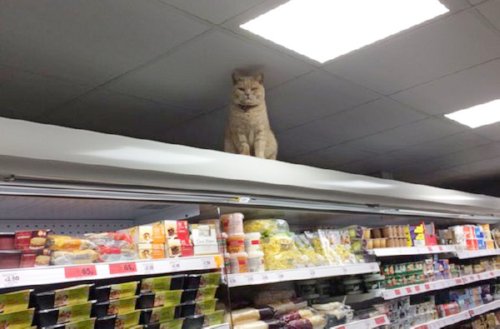 Кот и его суперкмаркет